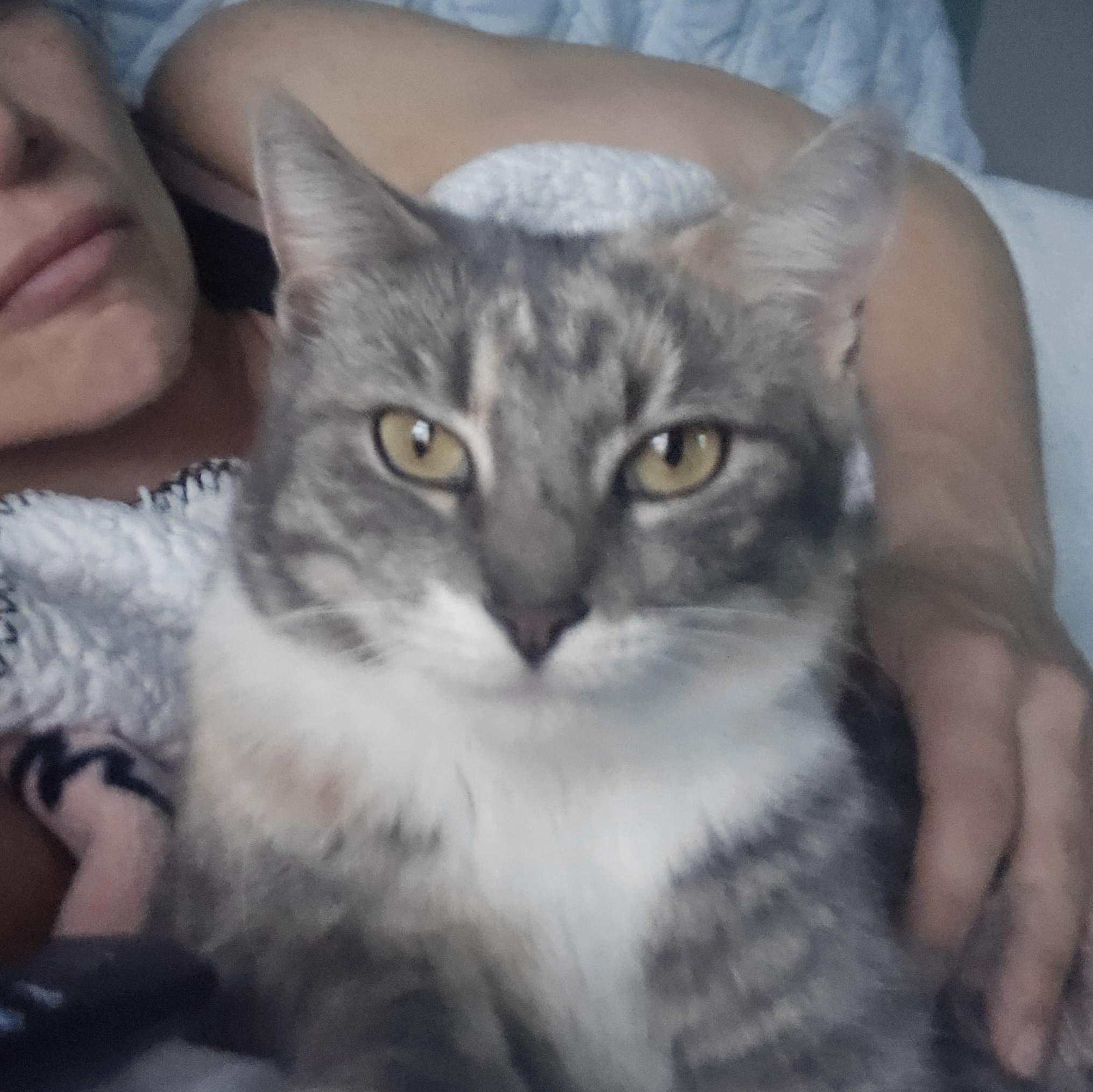 Macy, Adoptable, Kitten Female Dilute Tortoiseshell.