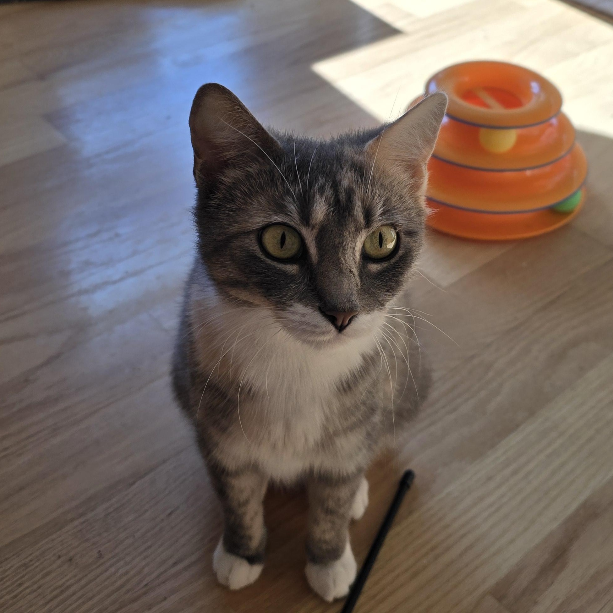 Macy, a Adoptable Dilute Tortoiseshell in Woodbridge, NJ image 2/4