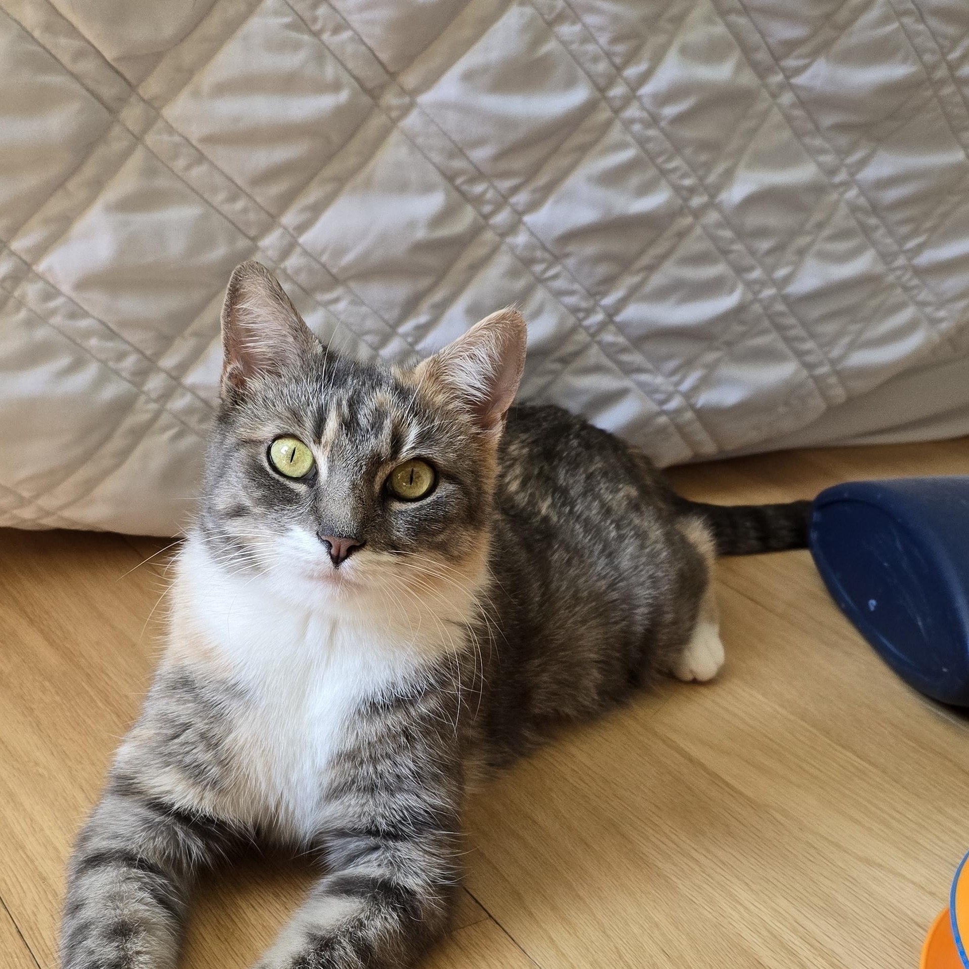 Macy, a Adoptable Dilute Tortoiseshell in Woodbridge, NJ image 3/4