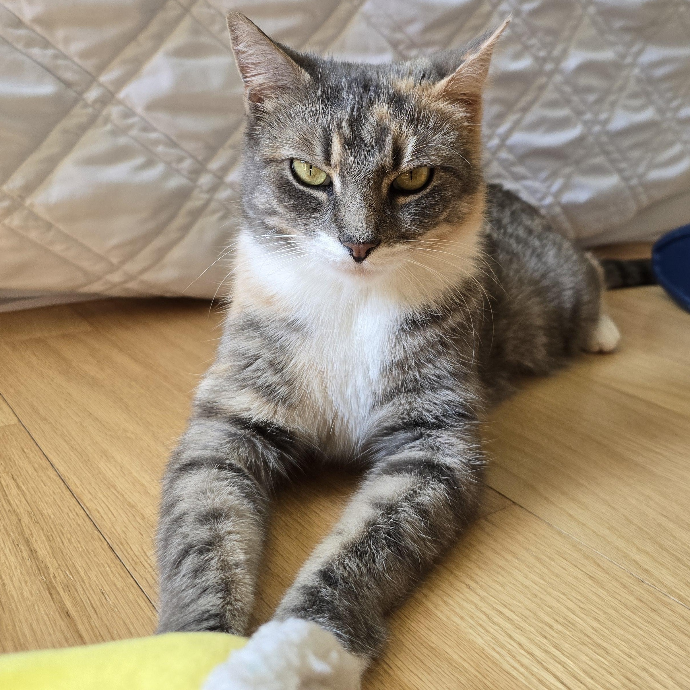 Macy, a Adoptable Dilute Tortoiseshell in Woodbridge, NJ image 4/4