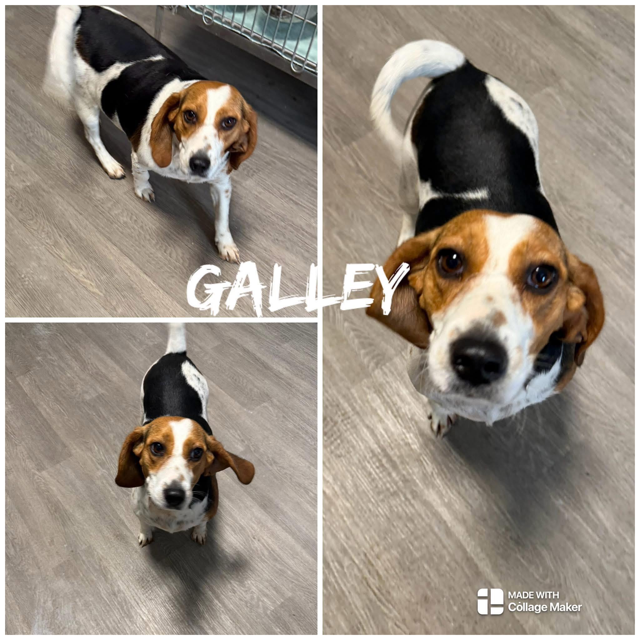 Enlarge Galley, a ADOPTABLE Beagle in Saint James, MO image 1/1