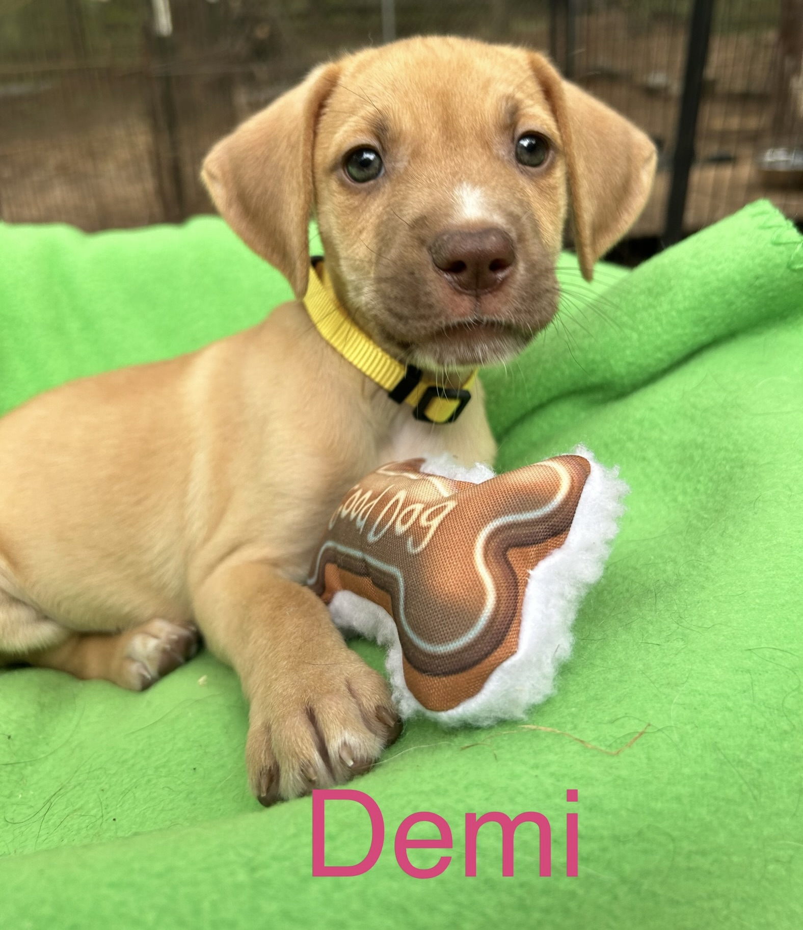 Dog for adoption Demi, a Yellow Labrador Retriever & Hound Mix in