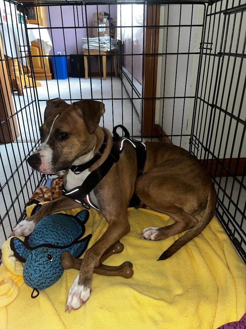 Clyde, an easy-going pup, Adoptable, Young Male Boxer & Boston Terrier.