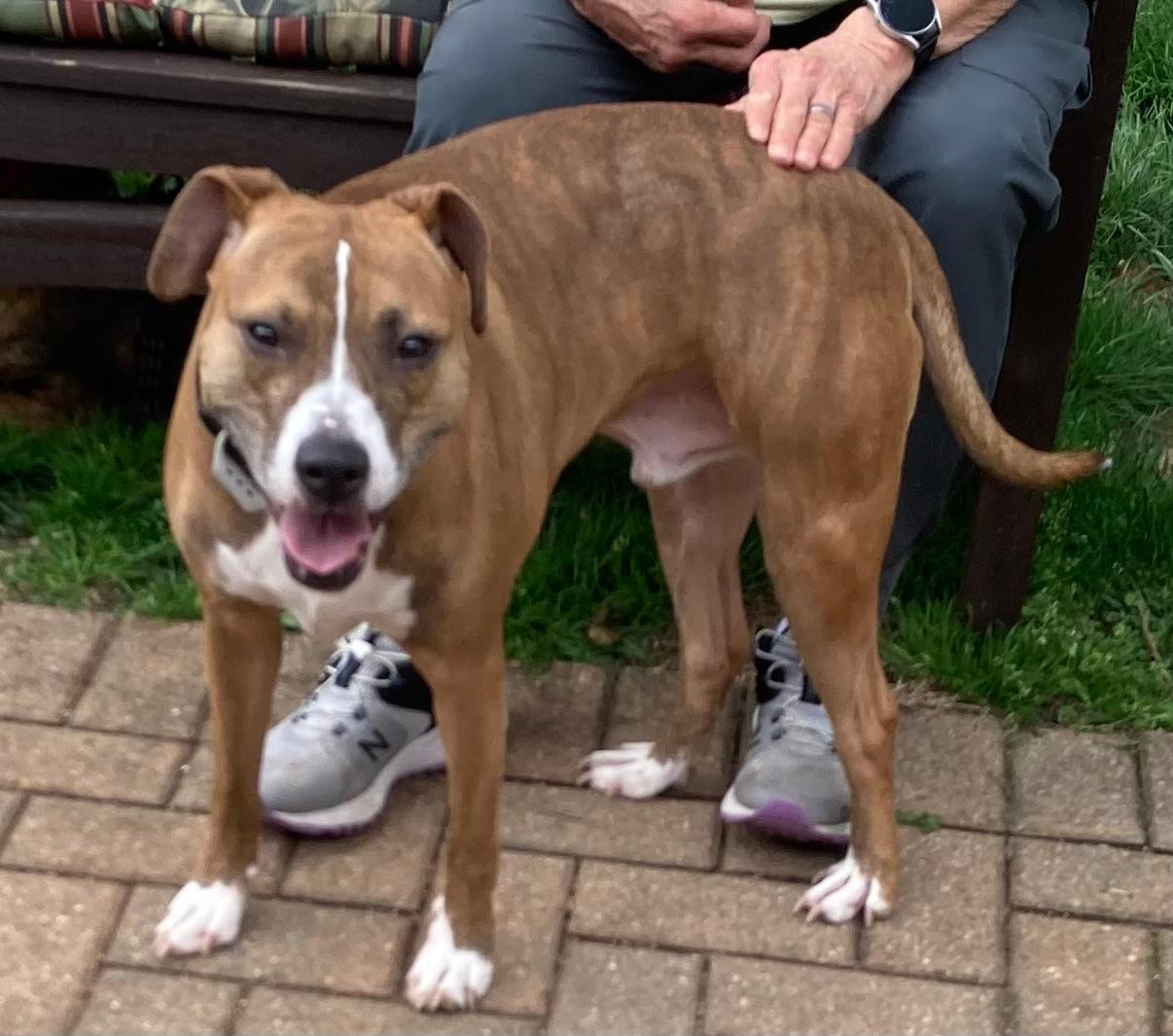 Clyde, an easy-going pup, Adoptable, Young Male Boxer & Boston Terrier.