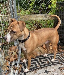 Enlarge Clyde, an easy-going pup, a Adoptable mixed breed in Coventry, CT image 2/3