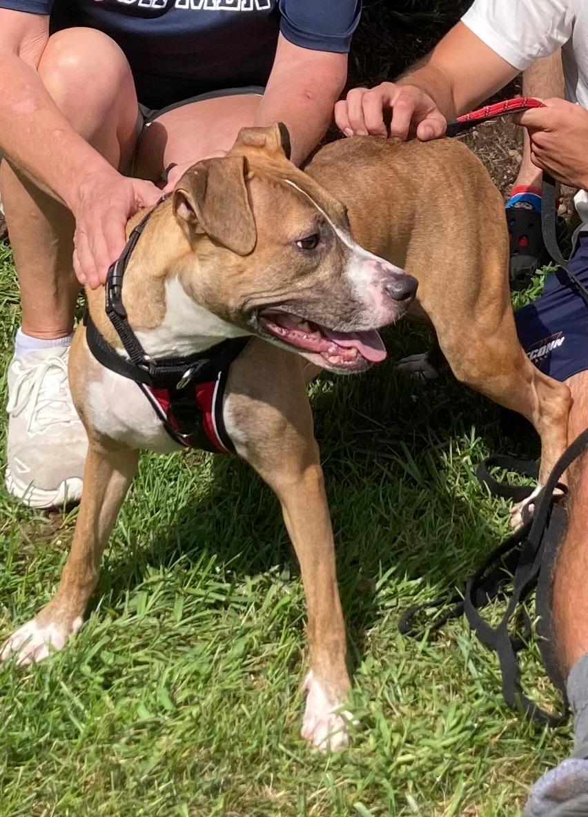 Enlarge Clyde, an easy-going pup, a Adoptable mixed breed in Coventry, CT image 3/3