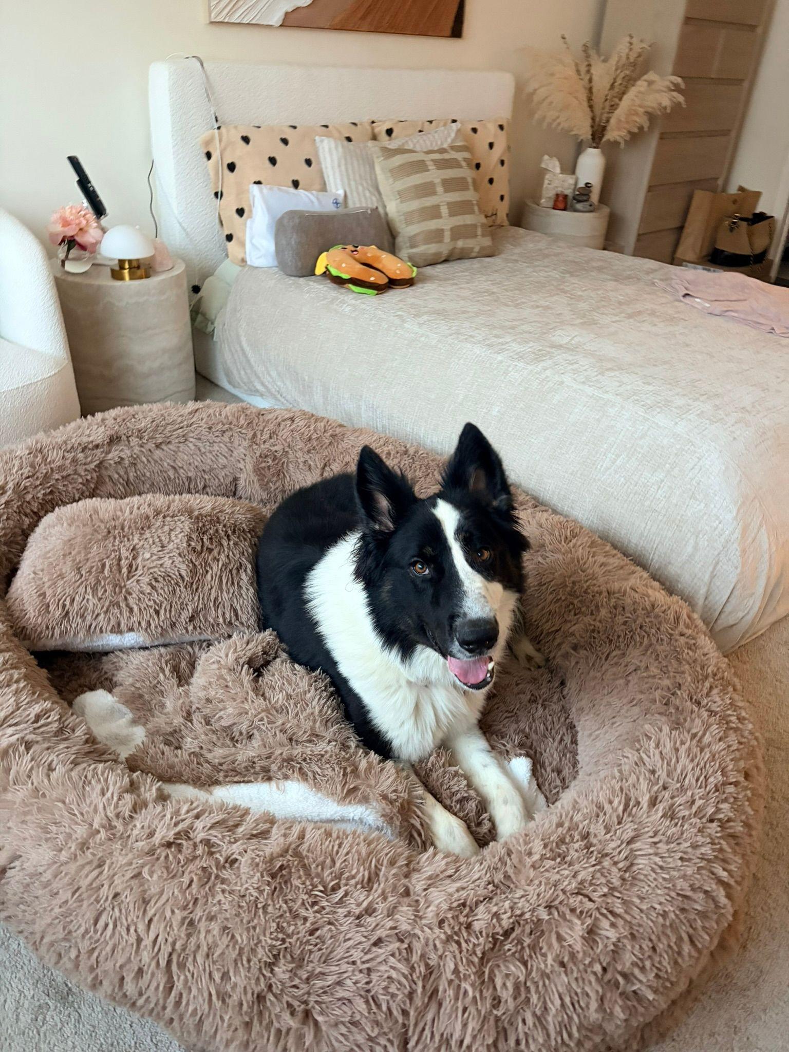 Enlarge Bruce, a Adoptable mixed breed in Thousand Oaks, CA image 6/6