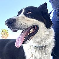 Enlarge Bruce - OUT OF TIME - ON PTS LIST, an adopted mixed breed in Thousand Oaks, CA image 2/3