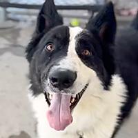 Bruce - OUT OF TIME - ON PTS LIST, adopted, Young Male Border Collie.