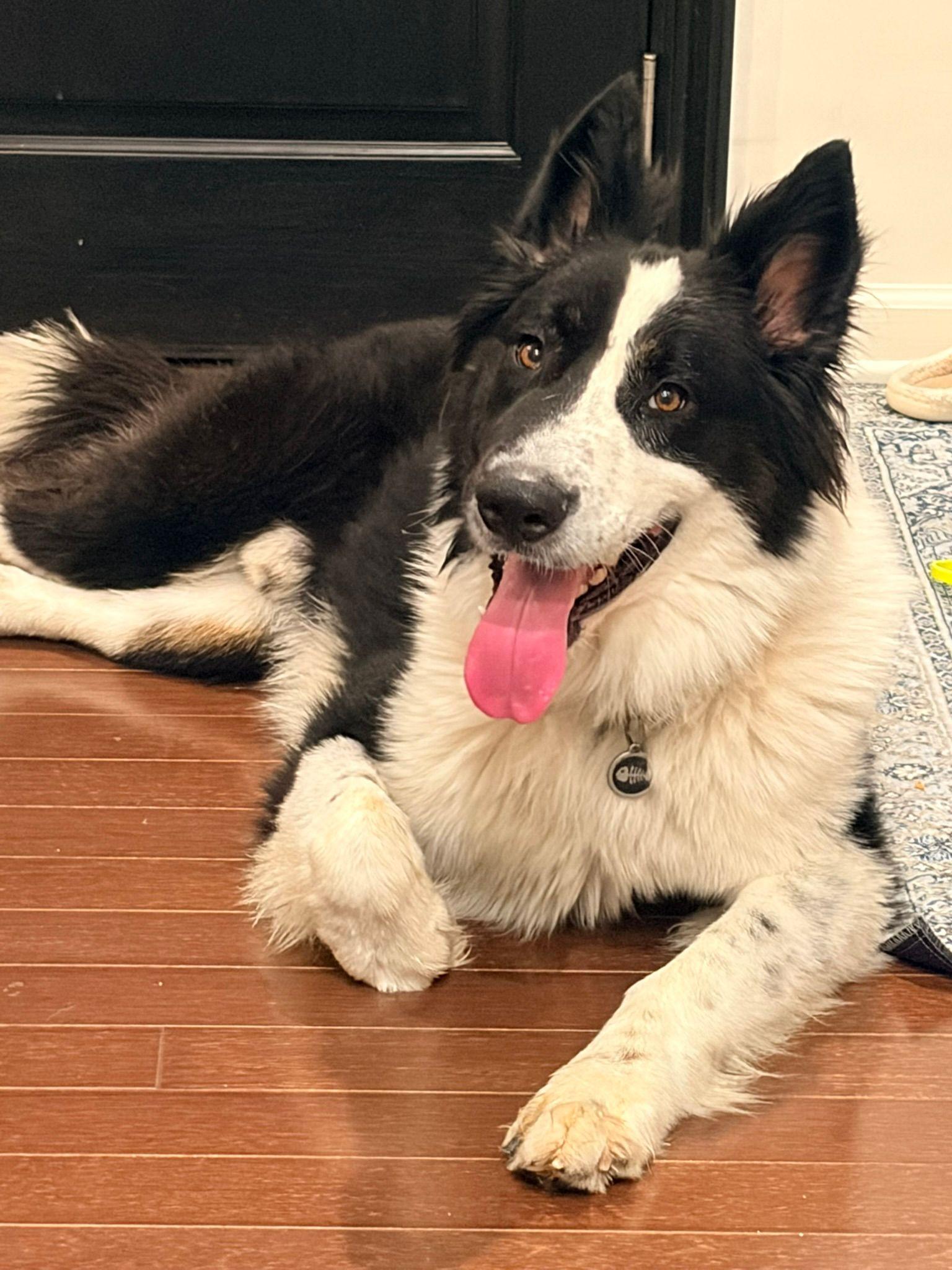 Bruce, Adoptable, Young Male Border Collie.
