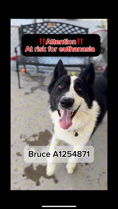 Enlarge Bruce - OUT OF TIME - ON PTS LIST, an adopted mixed breed in Thousand Oaks, CA video 3/3