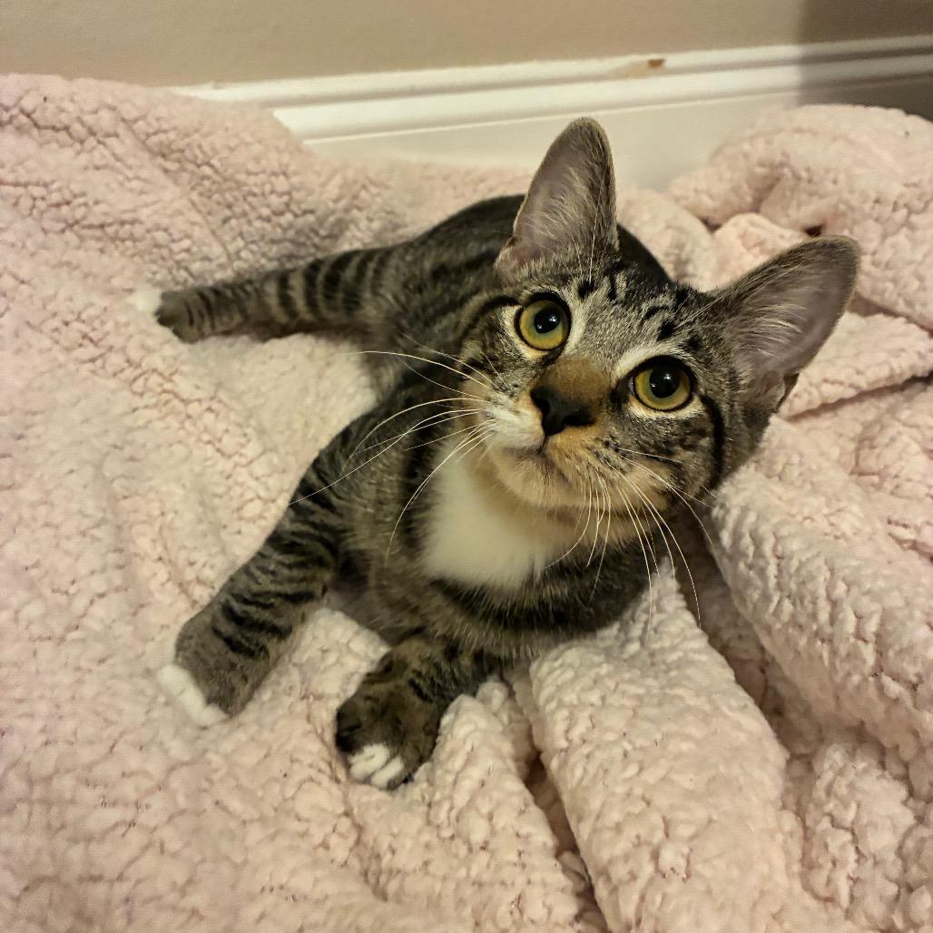 Milo, Adoptable, Young Male Domestic Short Hair.
