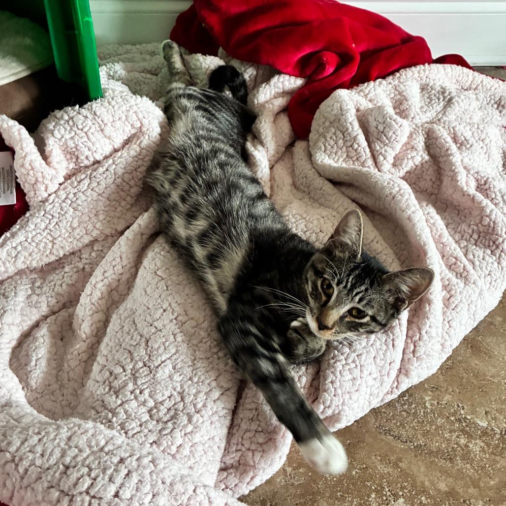 Enlarge Milo, a Adoptable Domestic Short Hair in Folsom, LA image 2/3