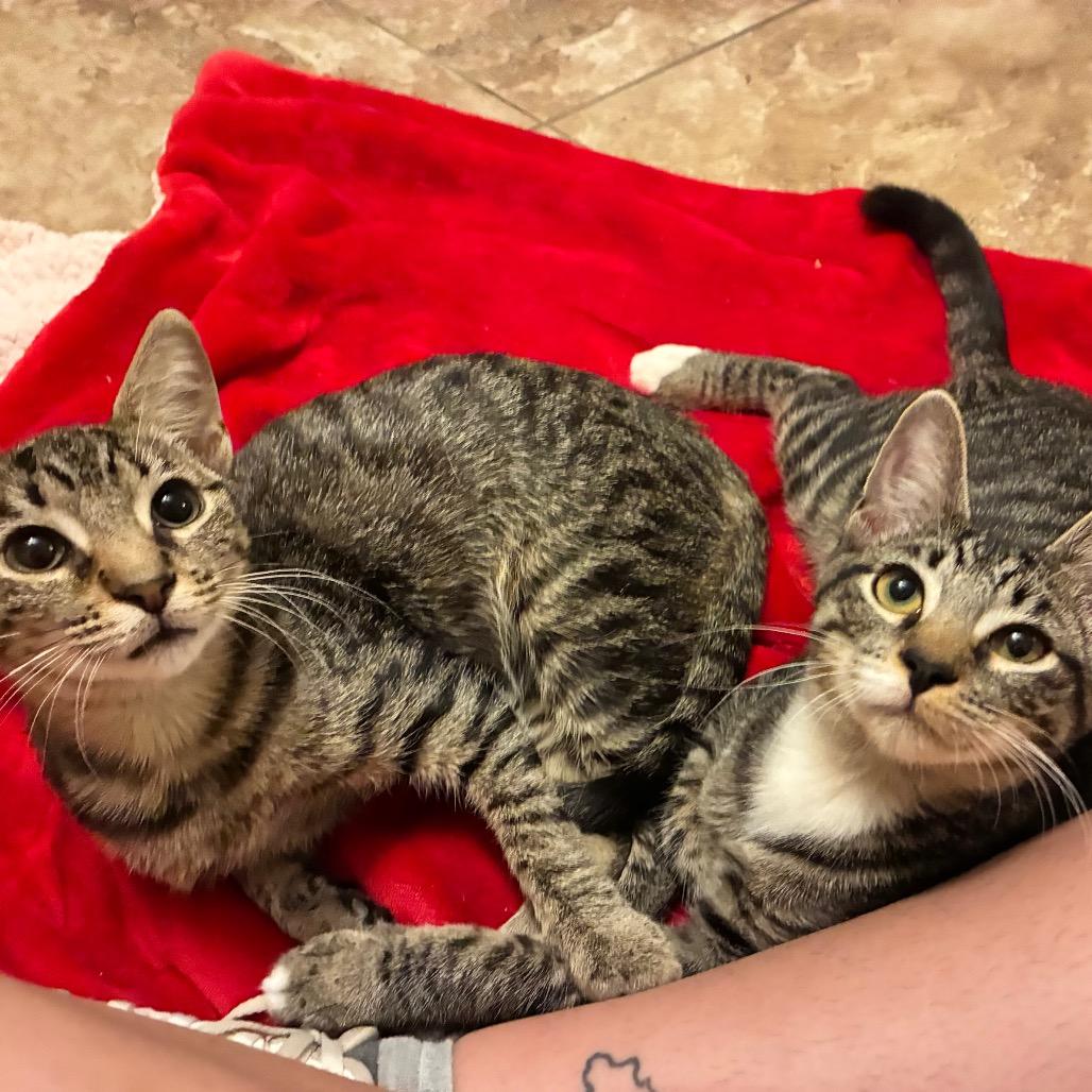 Enlarge Milo, a Adoptable Domestic Short Hair in Folsom, LA image 3/3