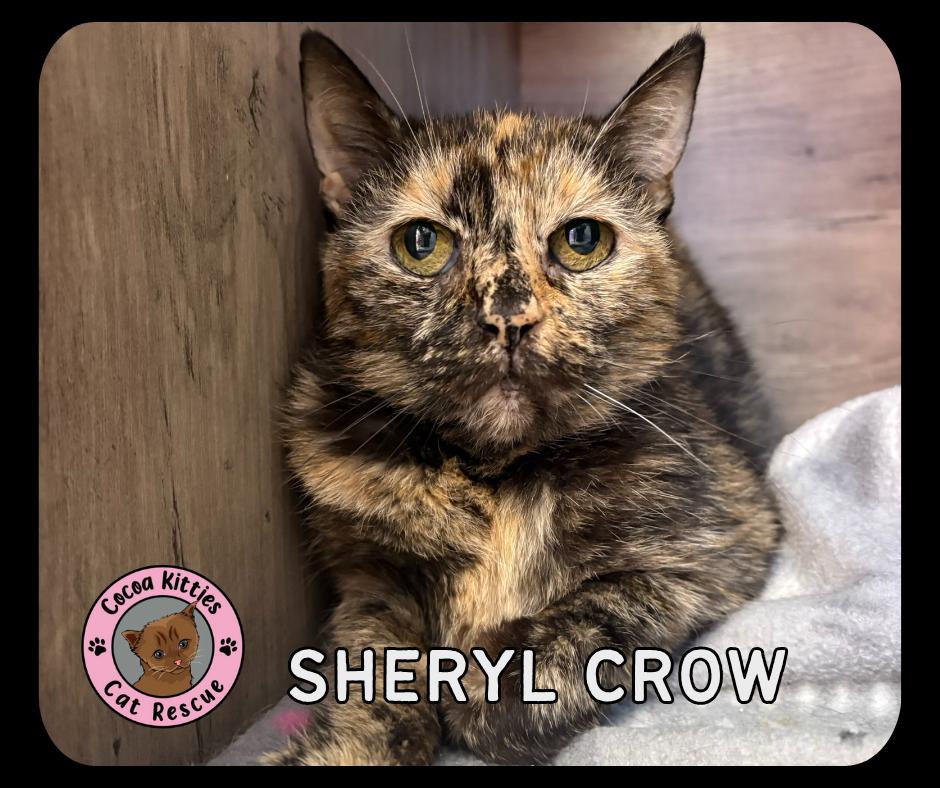 Enlarge Sheryl Crow, a Adoptable mixed breed in Hershey, PA image 1/1