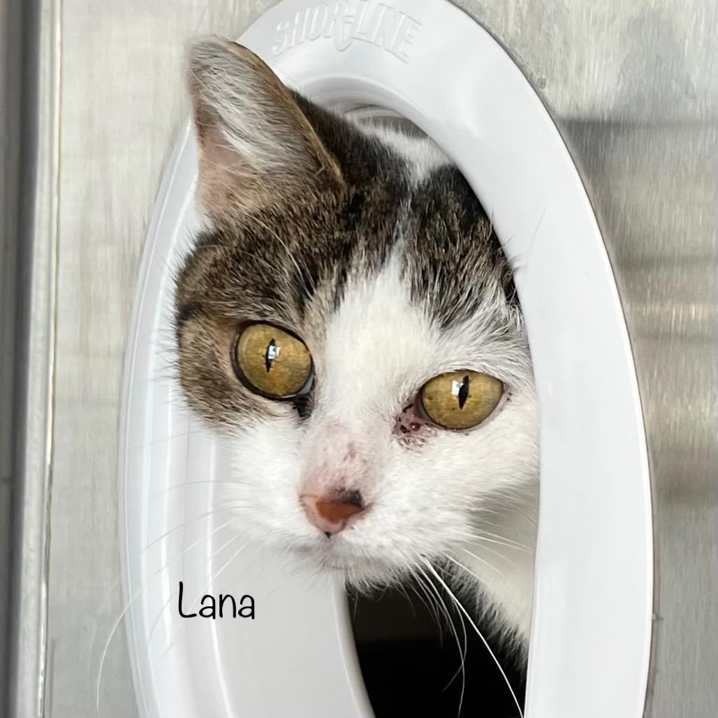 Lana, a Adoptable mixed breed in Madisonville, TN image 1/6