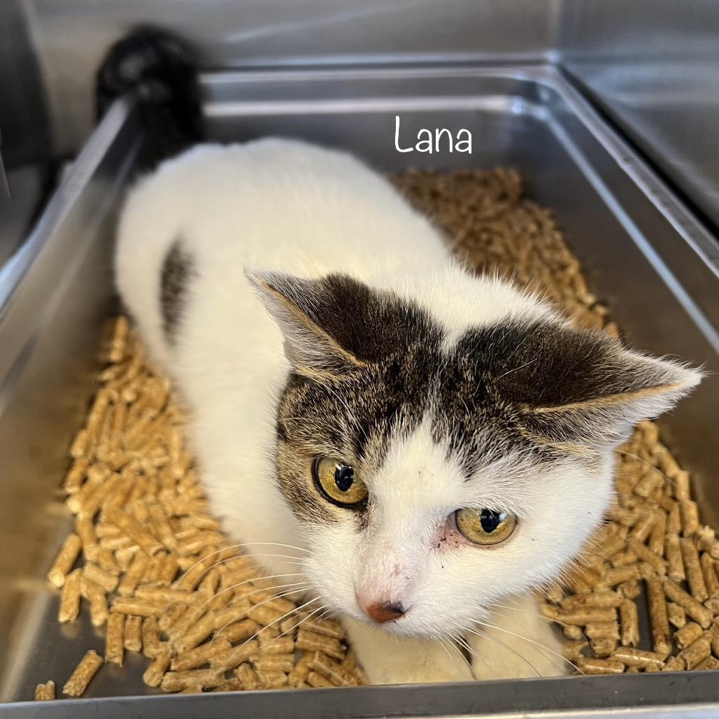 Lana, a Adoptable mixed breed in Madisonville, TN image 2/6