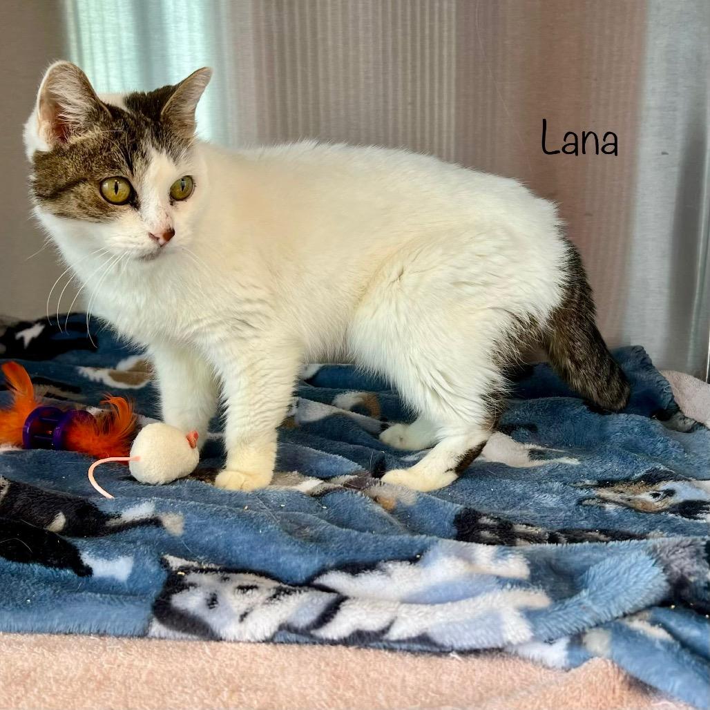 Lana, a Adoptable mixed breed in Madisonville, TN image 3/6