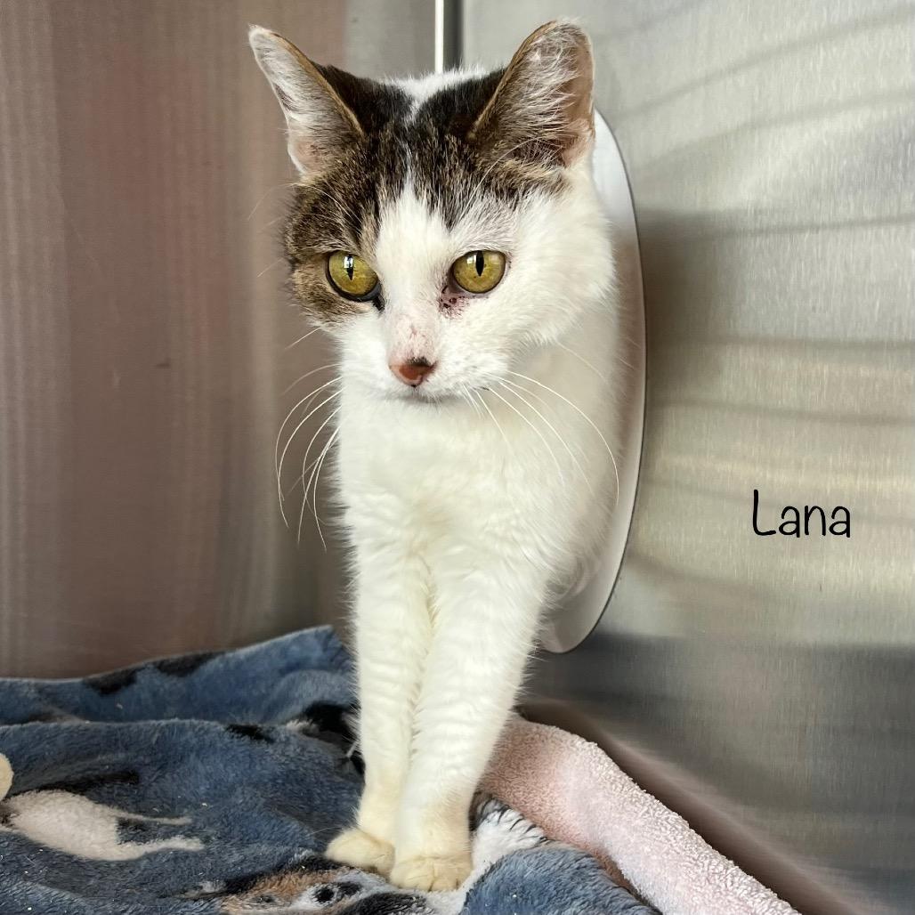Lana, a Adoptable mixed breed in Madisonville, TN image 4/6