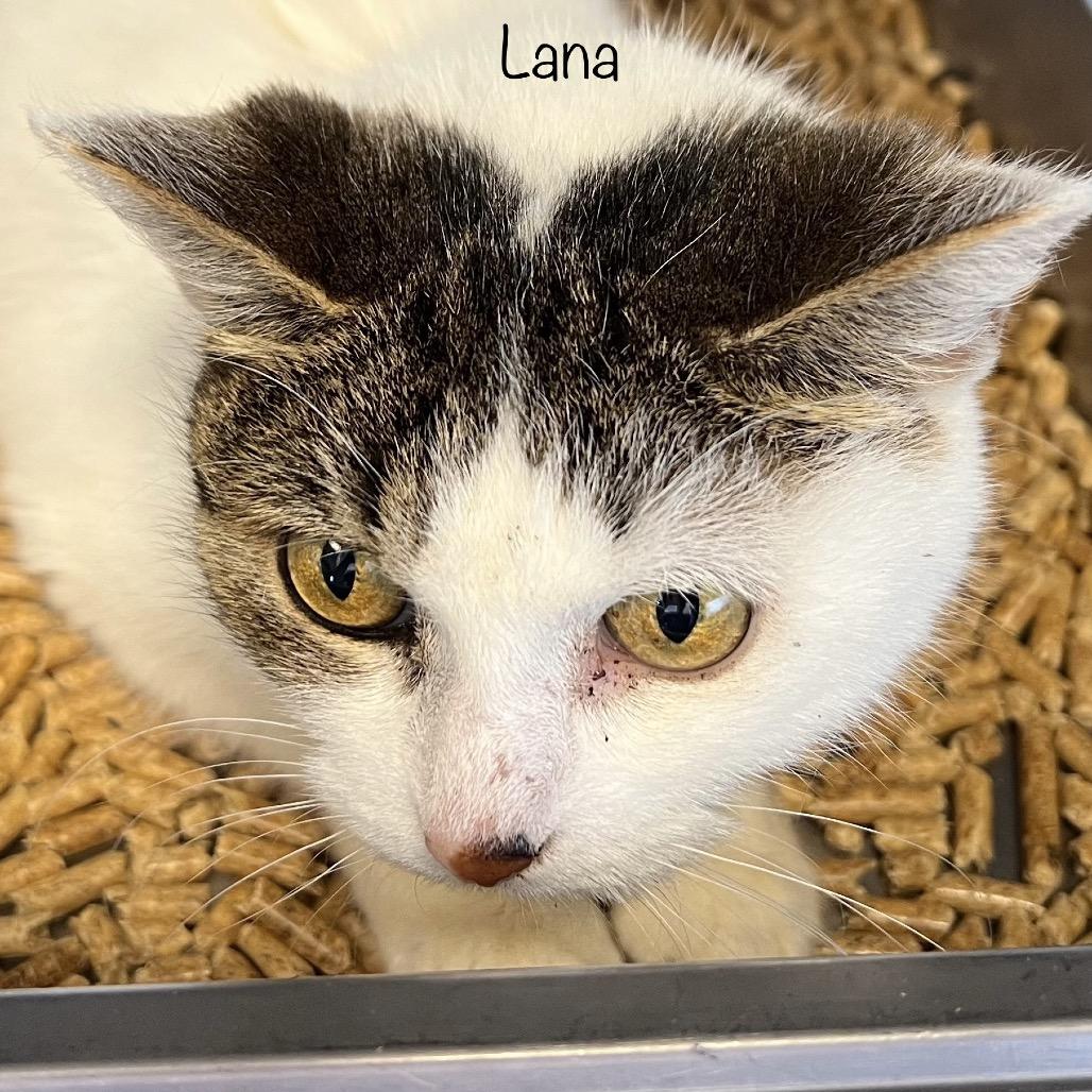 Lana, a Adoptable mixed breed in Madisonville, TN image 5/6