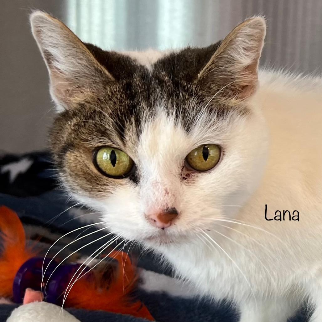 Lana, a Adoptable mixed breed in Madisonville, TN image 6/6