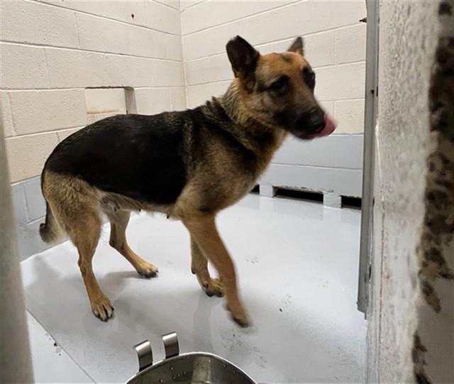 Enlarge NATASHA, a Adoptable German Shepherd Dog in Augusta, GA image 1/1