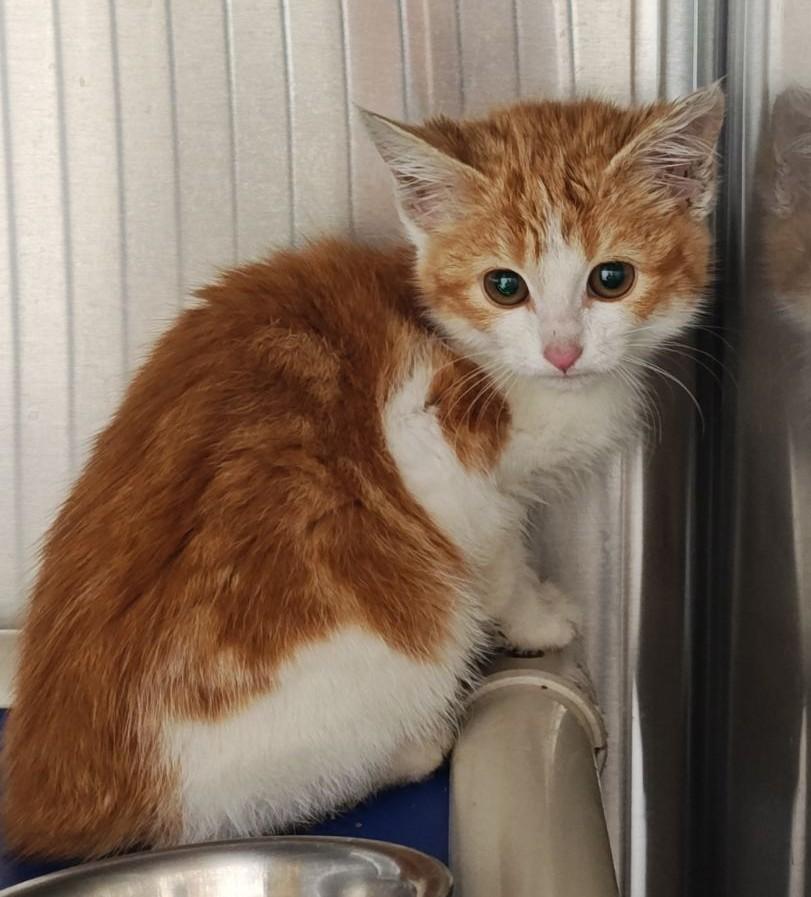 Chilie, adopted, Young Female Domestic Short Hair.