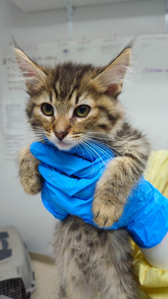 Enlarge Orbit, a Adoptable mixed breed in Grants Pass, OR image 1/3