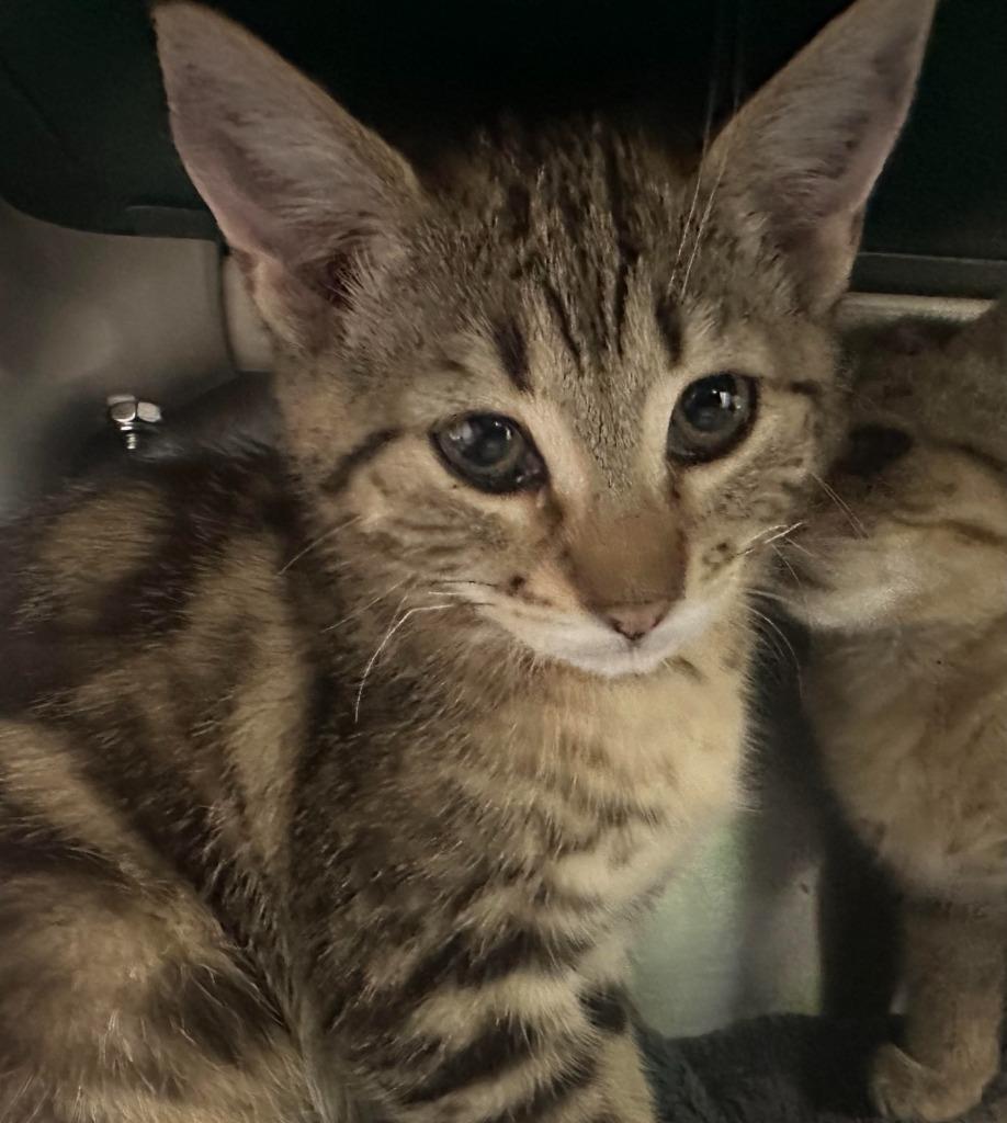 Enlarge Orbit, a Adoptable mixed breed in Grants Pass, OR image 2/3