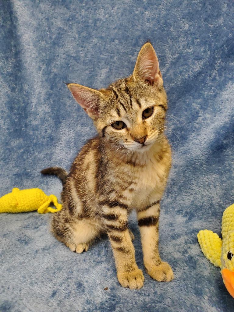 Enlarge Orbit, a Adoptable mixed breed in Grants Pass, OR image 3/3