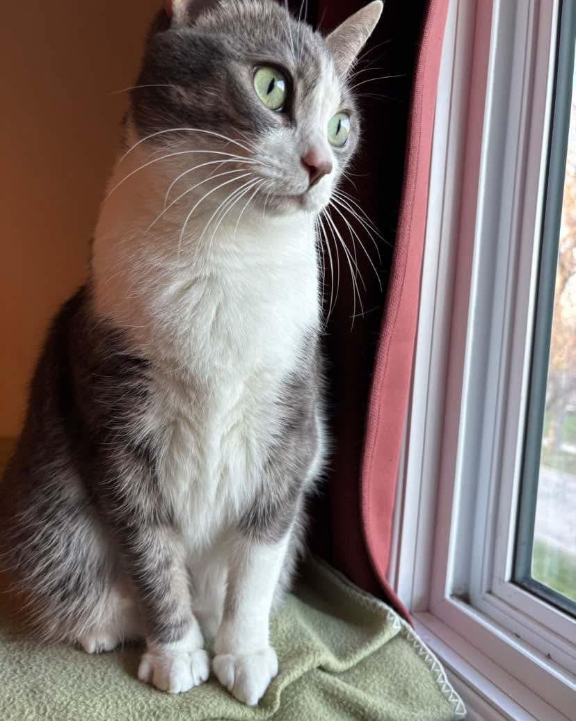 Tundra, Adopted, Adult Male Domestic Short Hair.