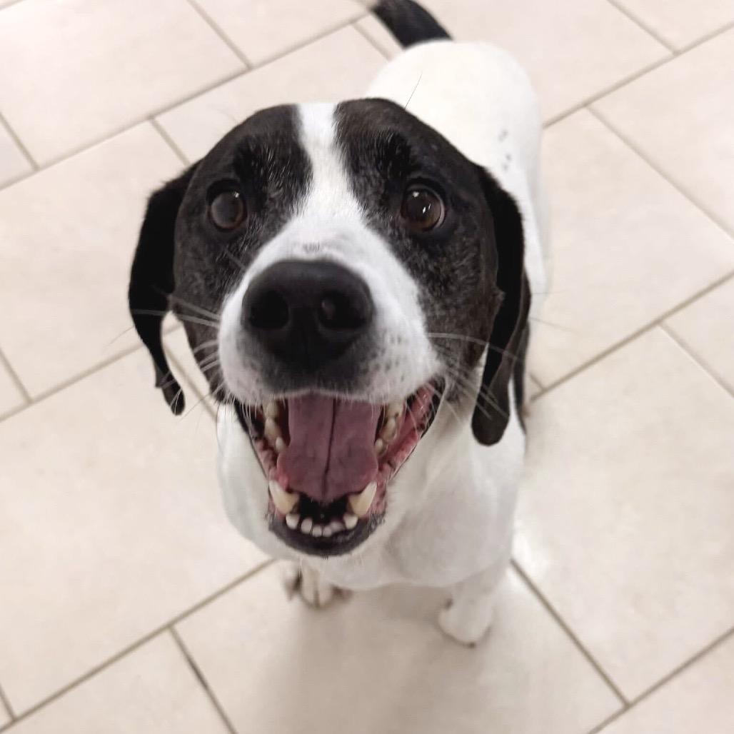 Brisket Billy — thumbnail 2