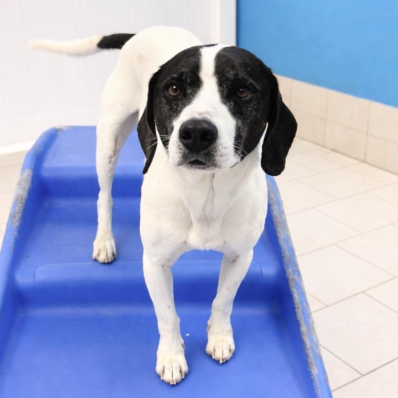 Brisket Billy — thumbnail 5