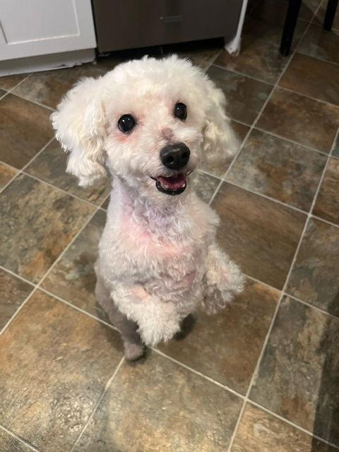 Frosty, Adoptable, Senior Female Bichon Frise.