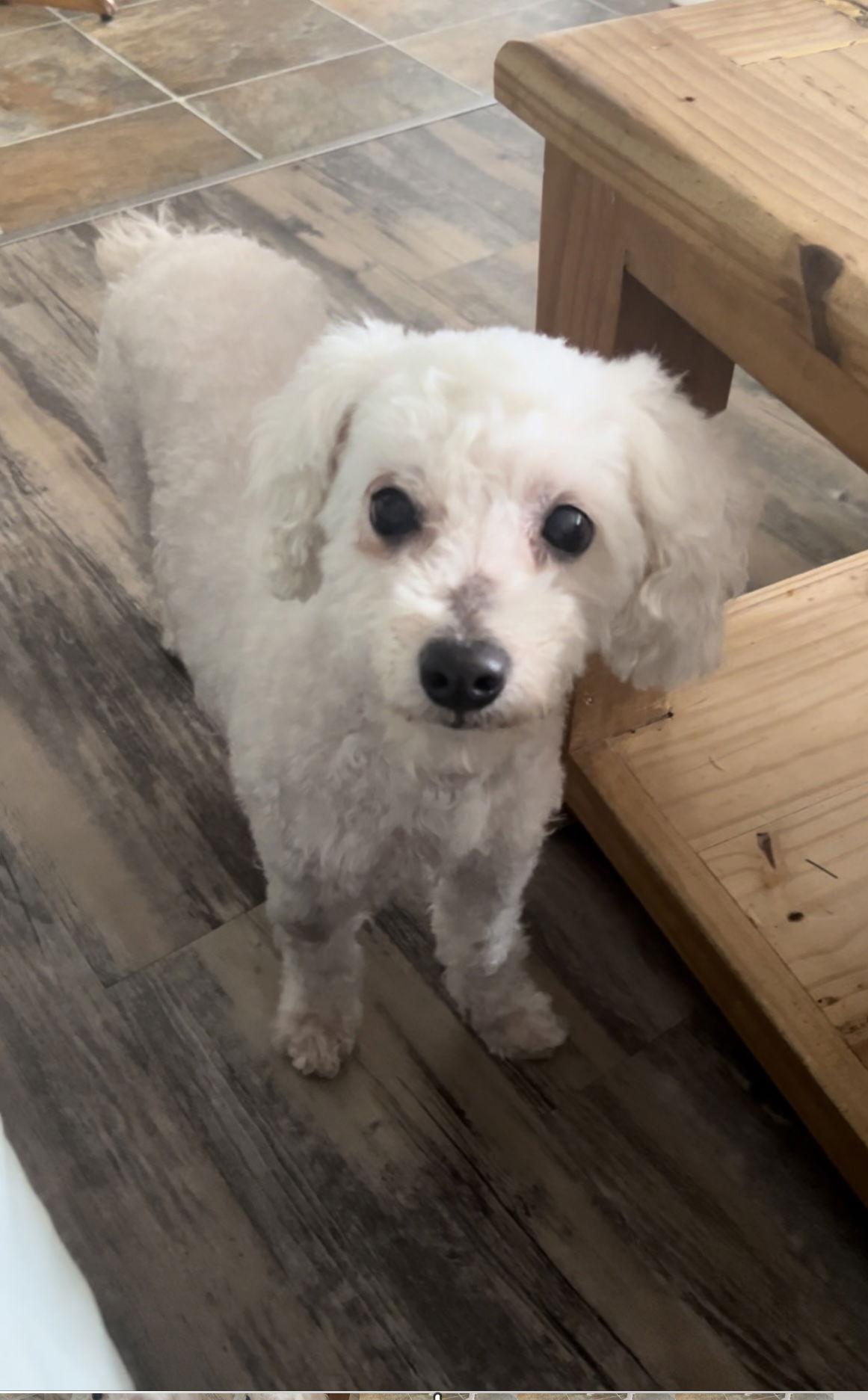 Frosty, a Adoptable Bichon Frise image 2/3