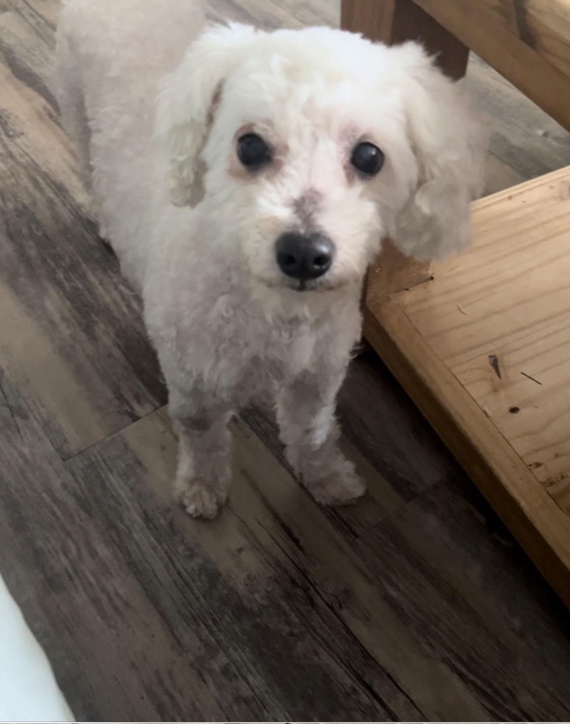 Frosty, Adoptable, Senior Female Bichon Frise.