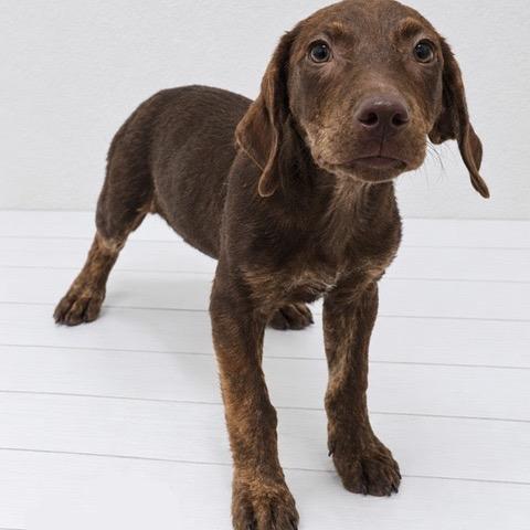 Enlarge Jeter, a Adoptable mixed breed in Berlin, NJ image 1/1