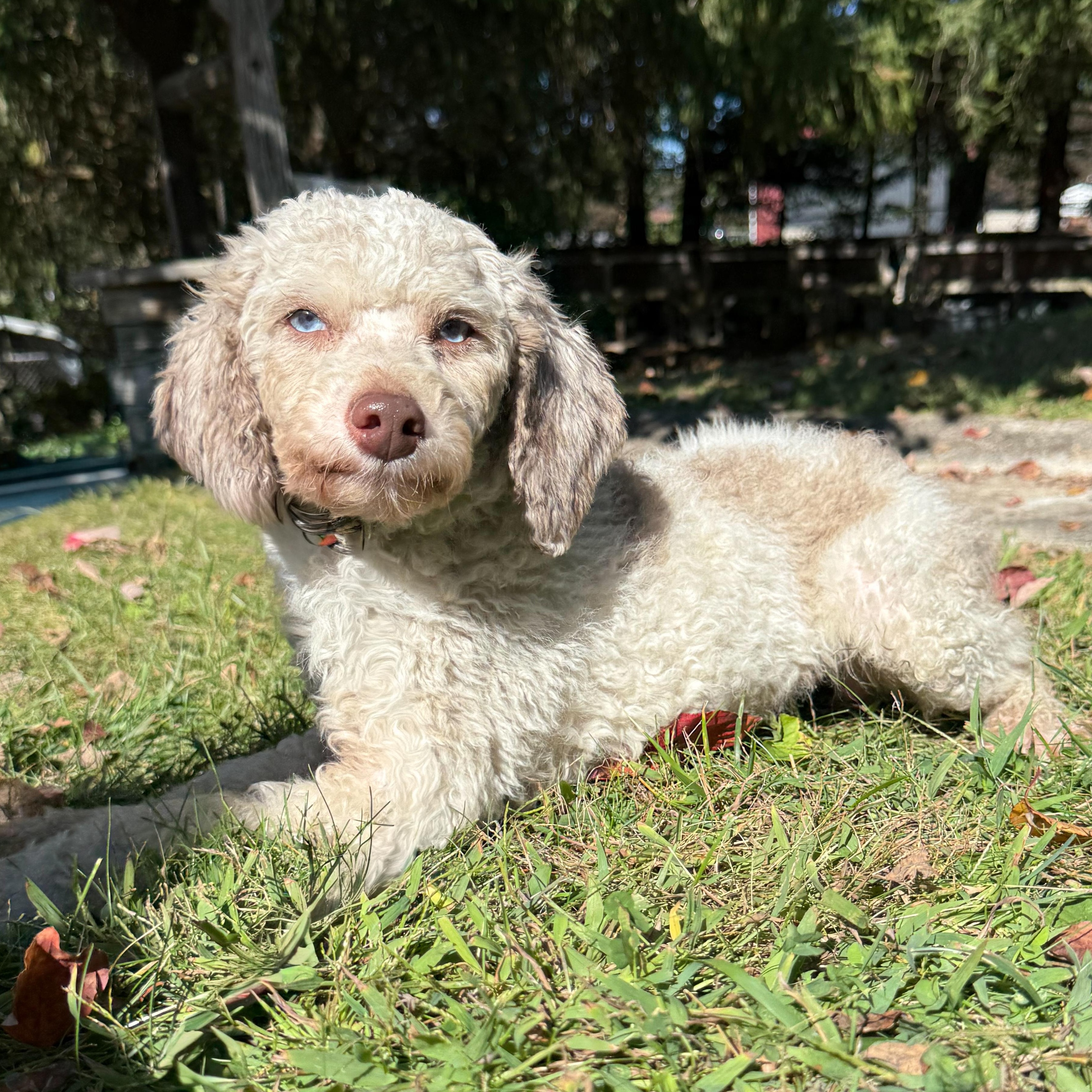Enlarge Randy, a Adoptable mixed breed in Latrobe, PA image 2/6