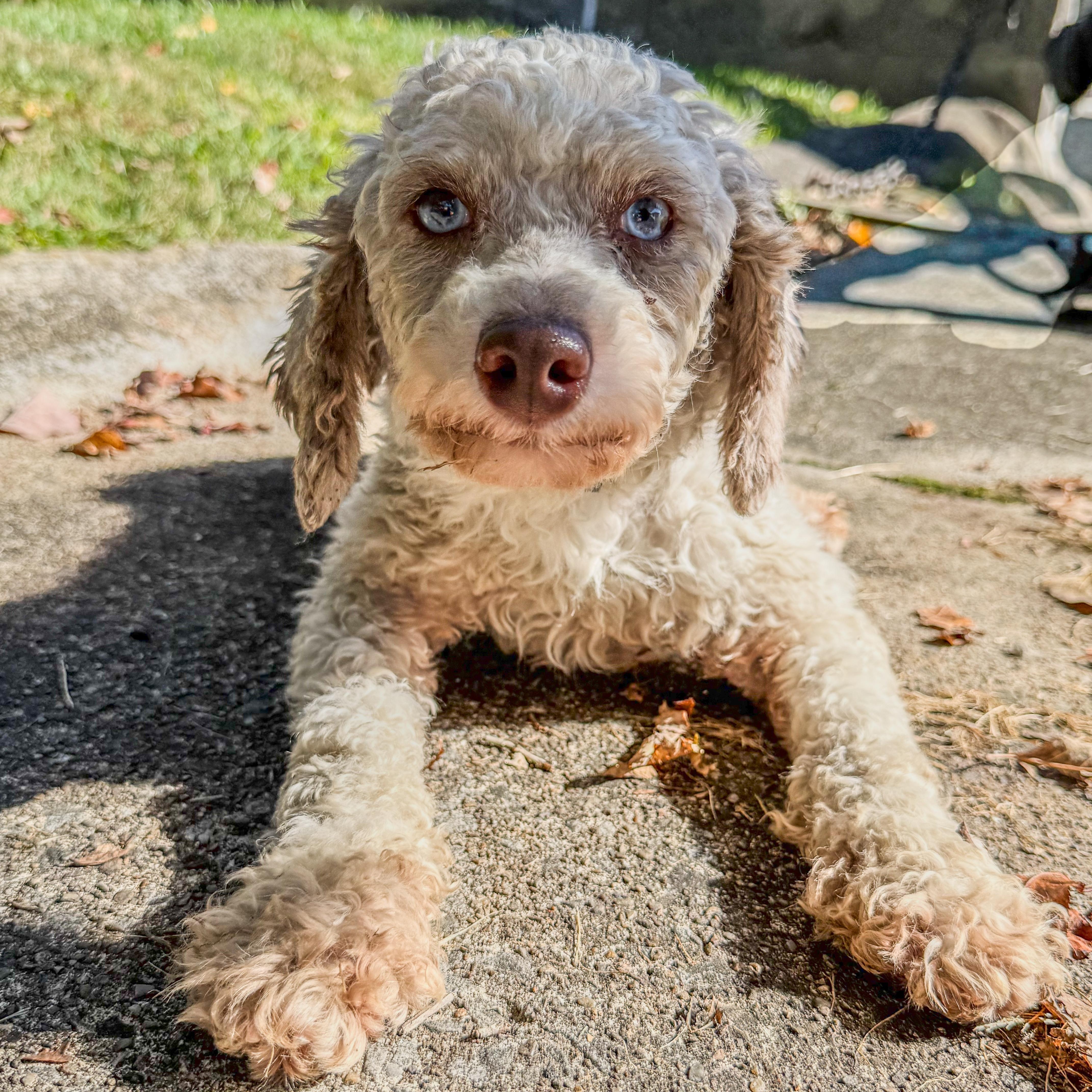 Enlarge Randy, a Adoptable mixed breed in Latrobe, PA image 3/6