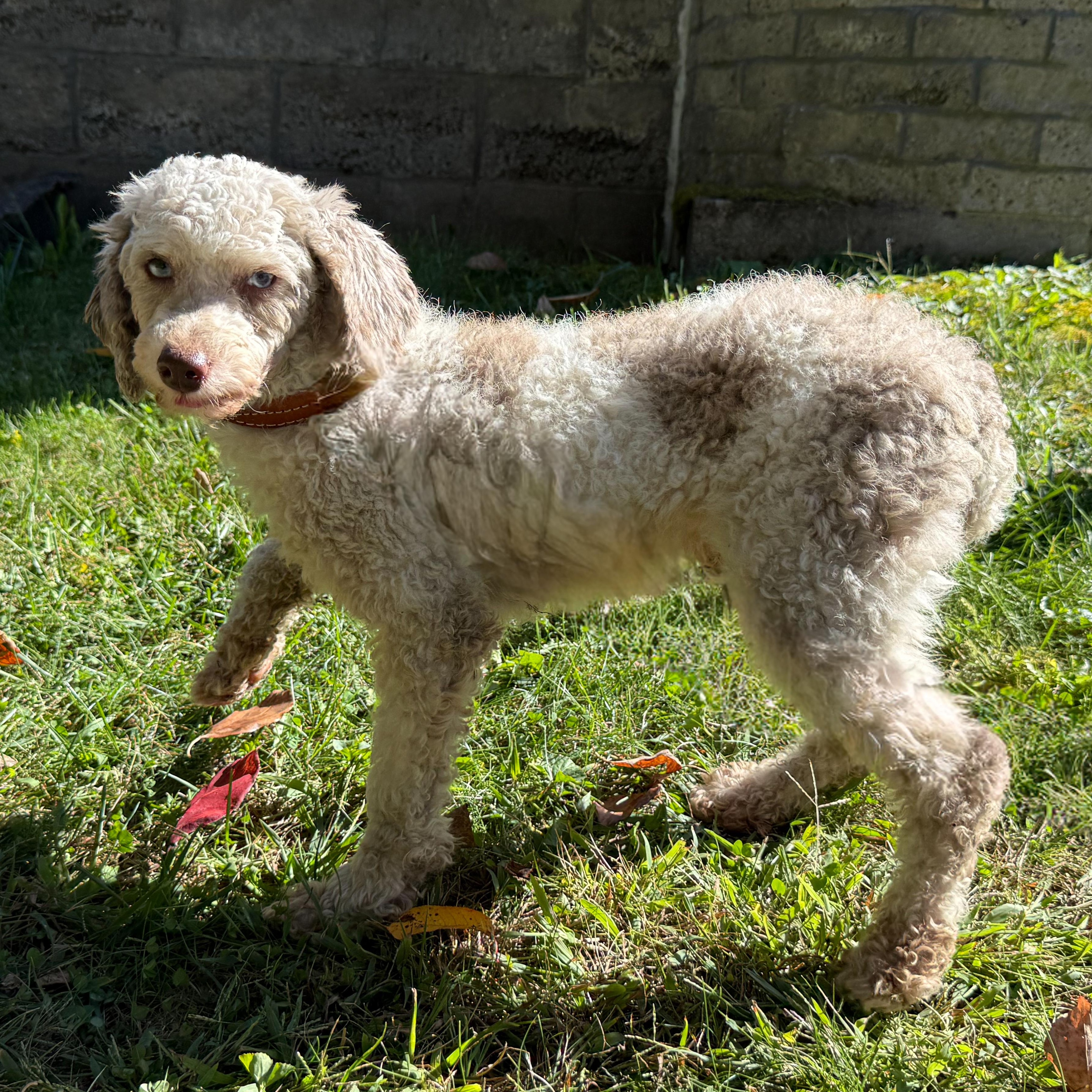 Enlarge Randy, a Adoptable mixed breed in Latrobe, PA image 5/6