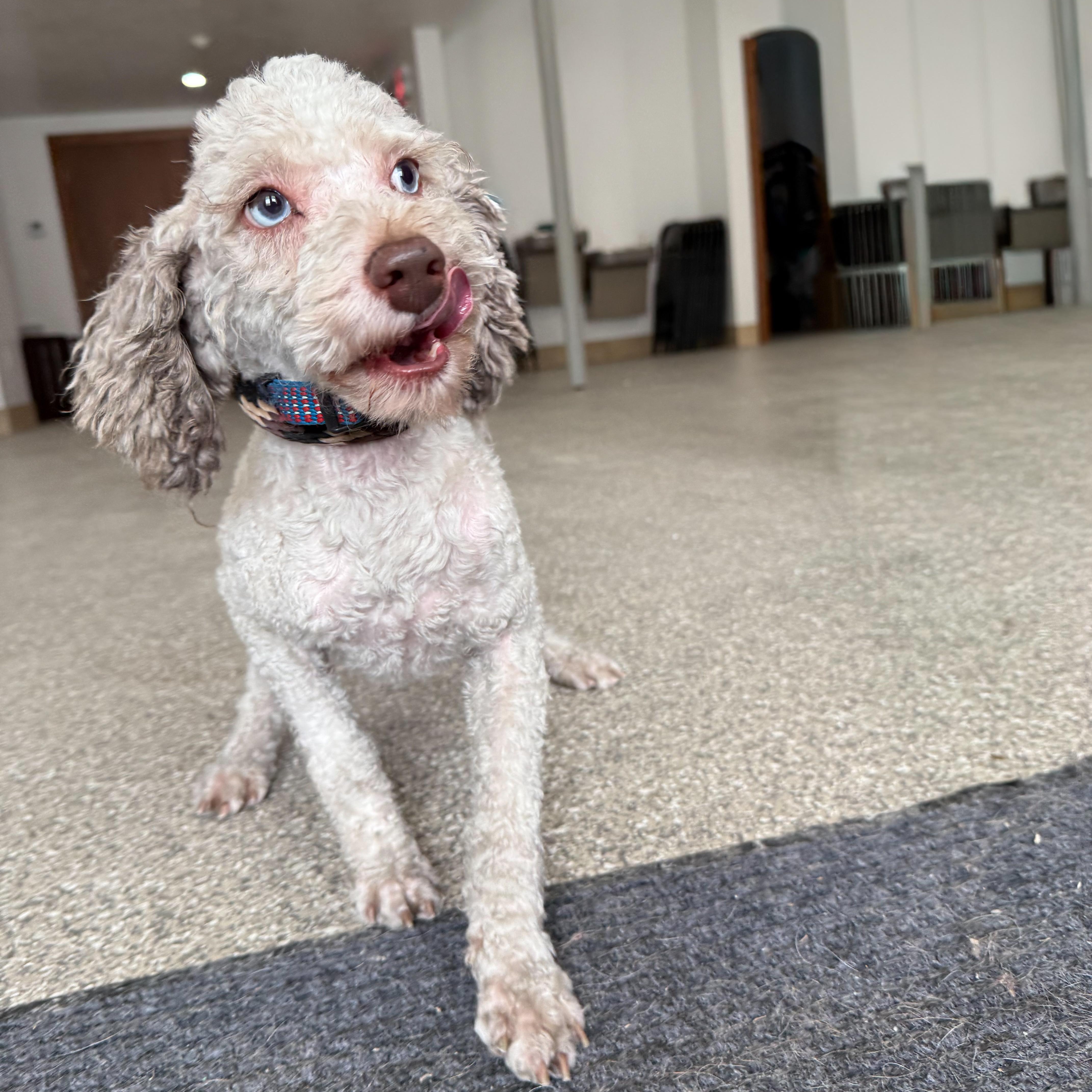 Enlarge Randy, a Adoptable mixed breed in Latrobe, PA image 6/6