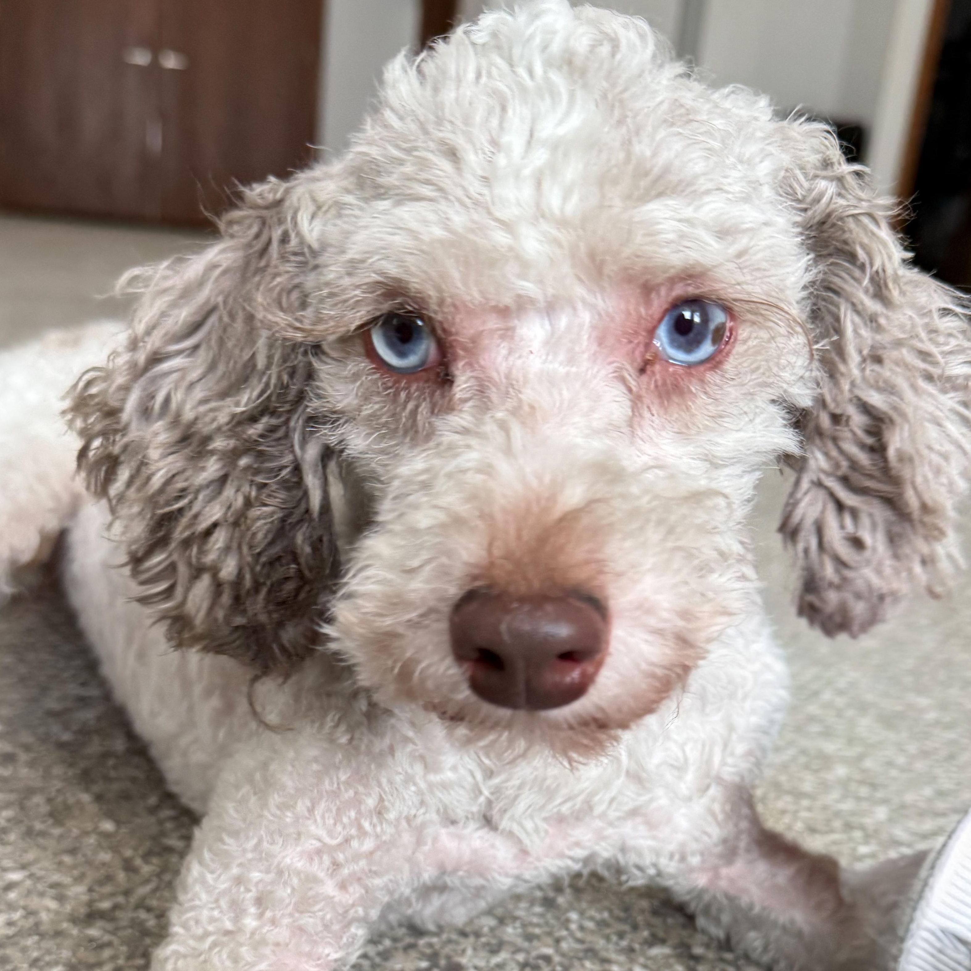 Randy, Adoptable, Adult Male Poodle.