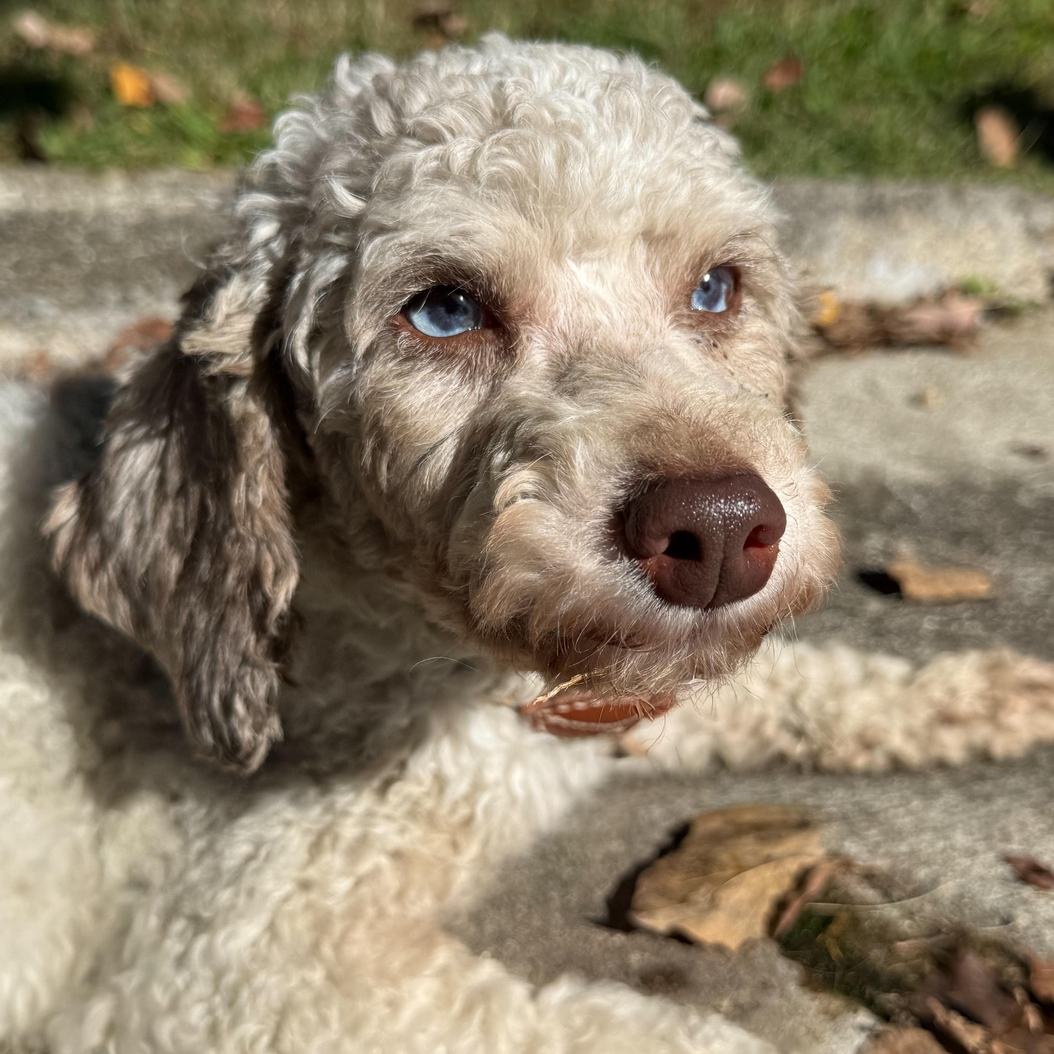 Enlarge Randy, a Adoptable mixed breed in Latrobe, PA image 4/6