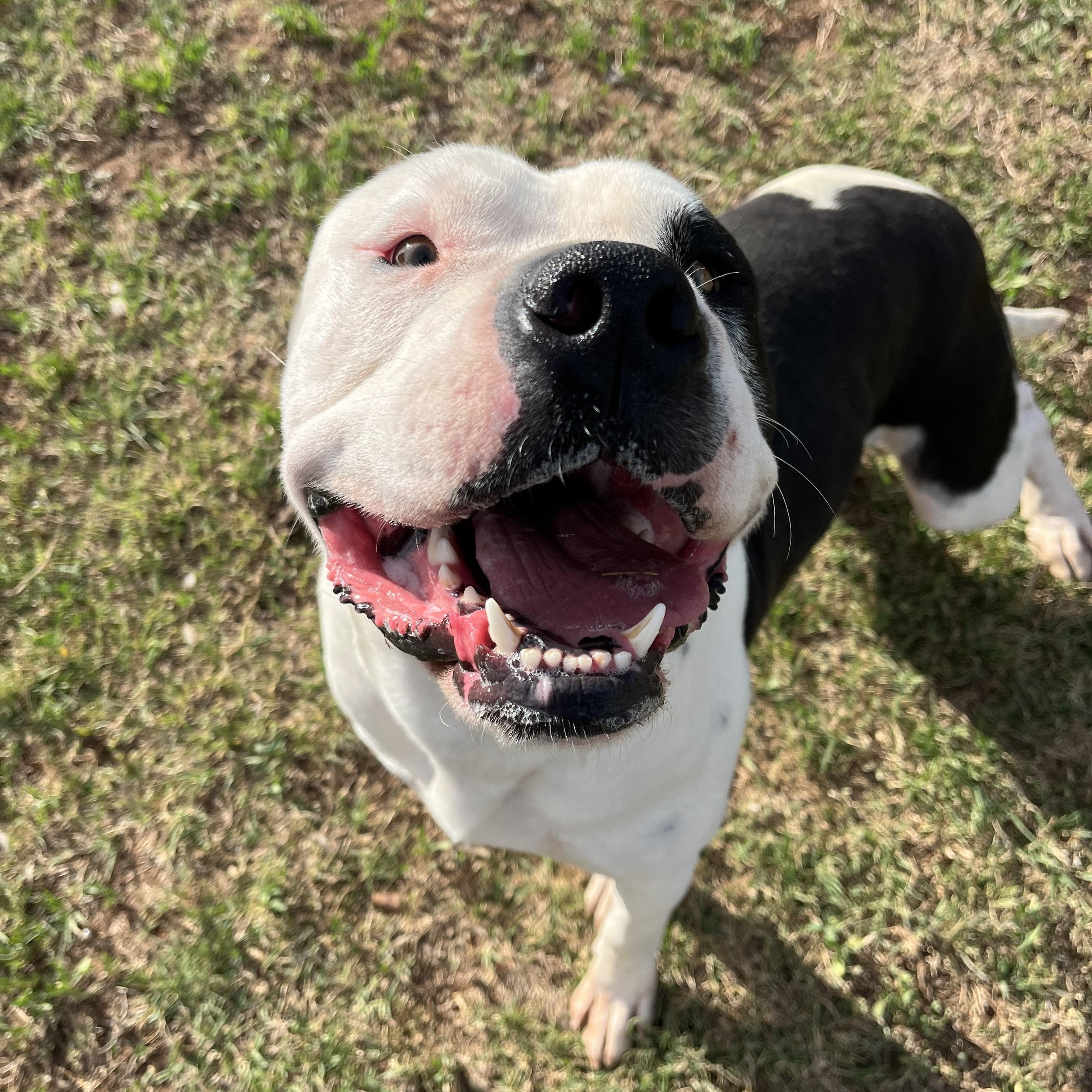 Enlarge Bo, a ADOPTABLE Mixed Breed in Chickasha, OK image 1/3