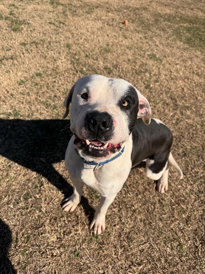 Enlarge Bo, a ADOPTABLE Mixed Breed in Chickasha, OK image 2/2