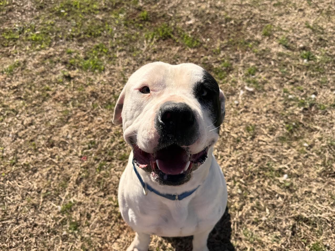 Bo, ADOPTABLE, Adult Male Mixed Breed.