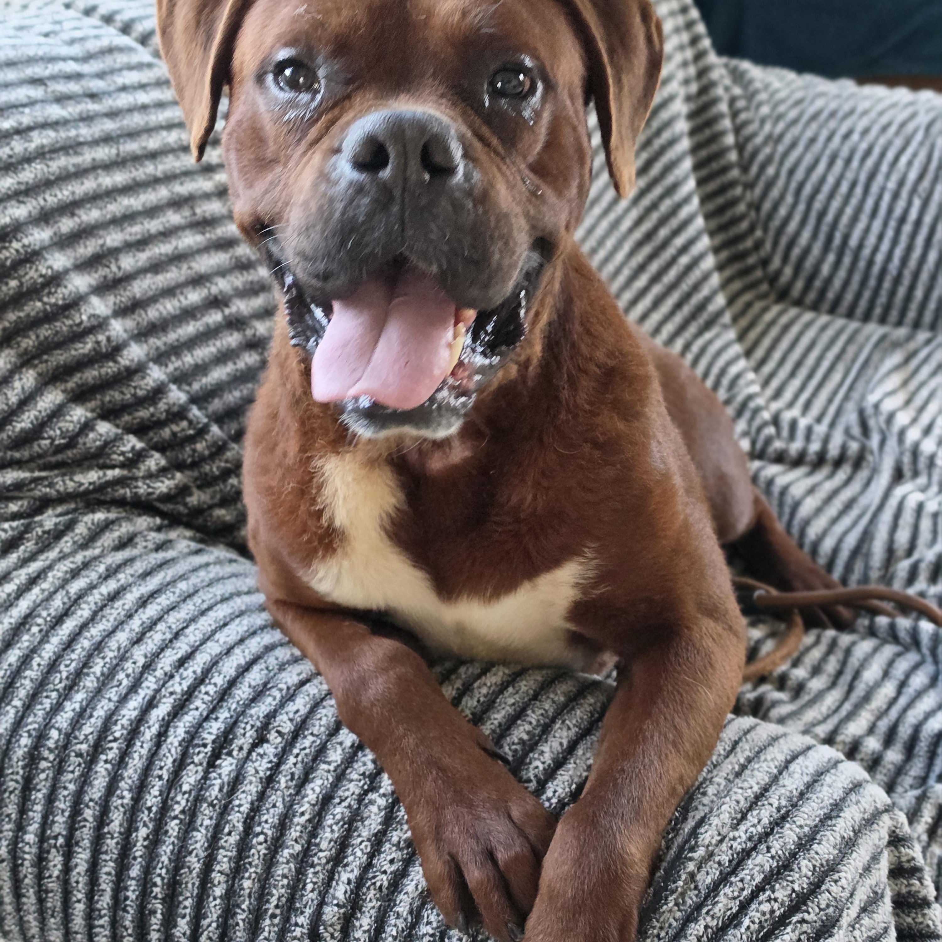 Buddy, a ADOPTABLE mixed breed in Dandridge, TN image 2/2
