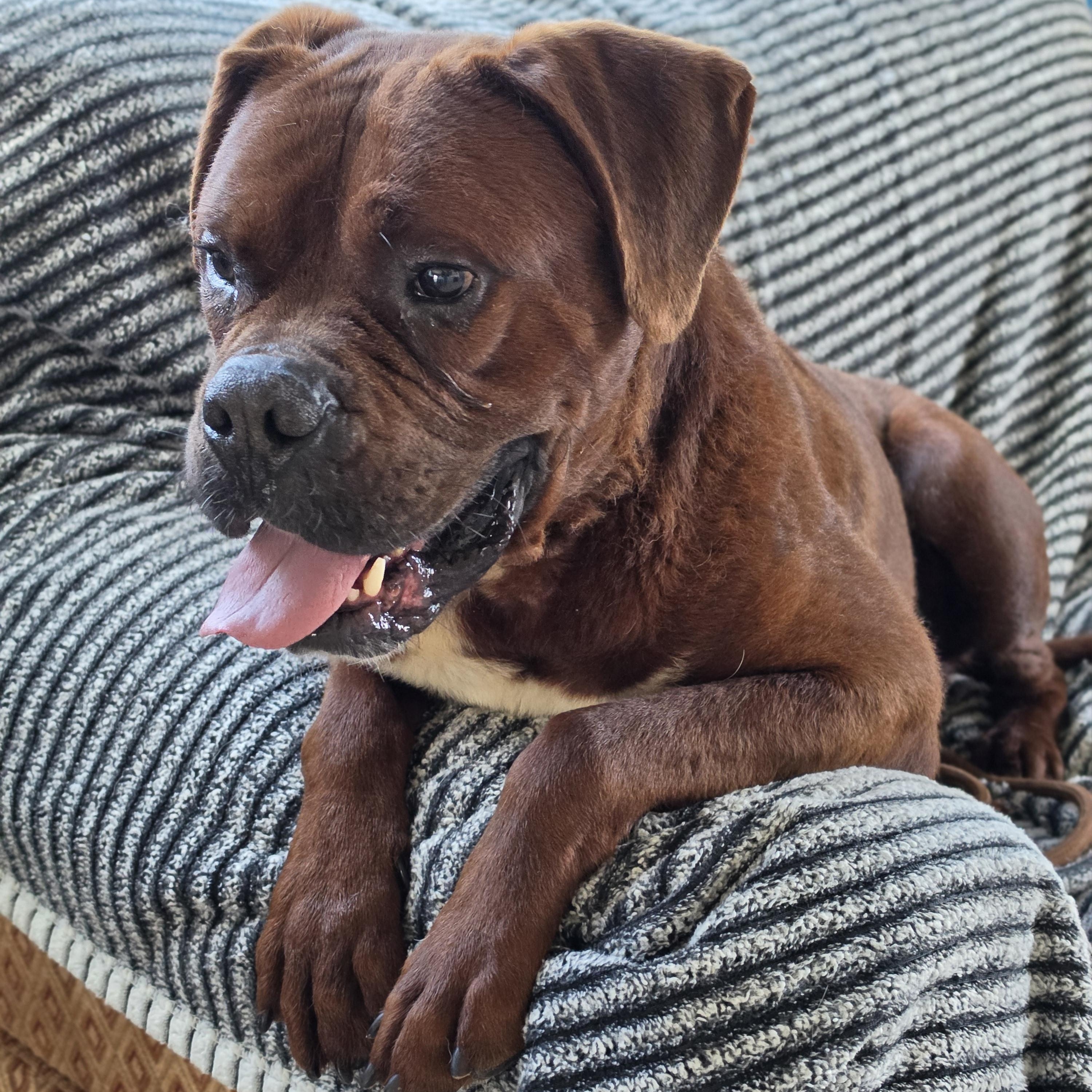 Buddy, ADOPTABLE, Adult Male Boxer & Chocolate Labrador Retriever.