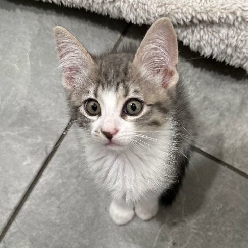 Wyatt, Adopted, Kitten Male Domestic Short Hair.