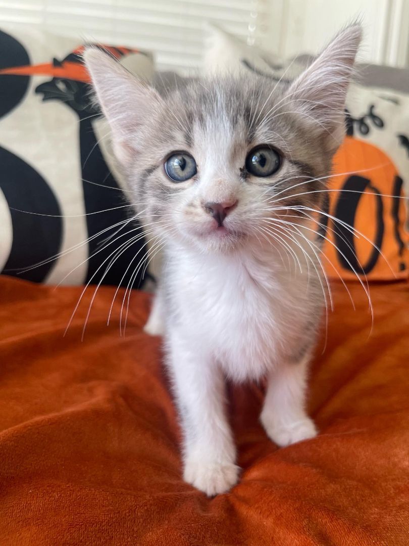 Enlarge Wyatt, a Adopted Domestic Short Hair in Riverside, CA image 2/6